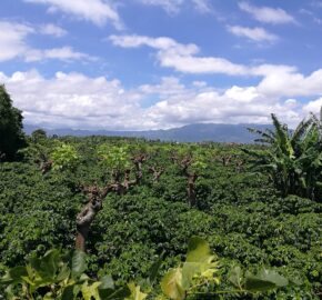 finca de 15000 metros, en Santo Tomas, Santo Domingo de  Heredia