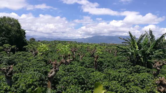 finca de 15000 metros, en Santo Tomas, Santo Domingo de  Heredia