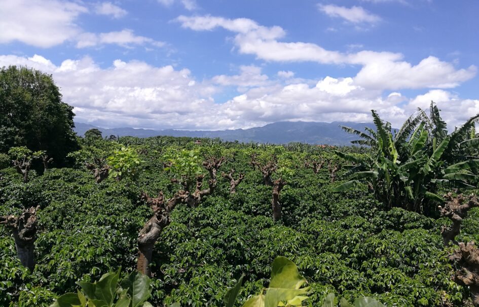 finca de 15000 metros, en Santo Tomas, Santo Domingo de  Heredia