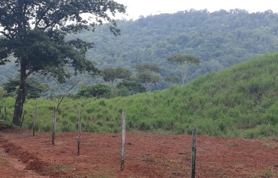 Finca  de 41 hectáreas en la Gloria, Savegre, Aguirre de Puntarenas