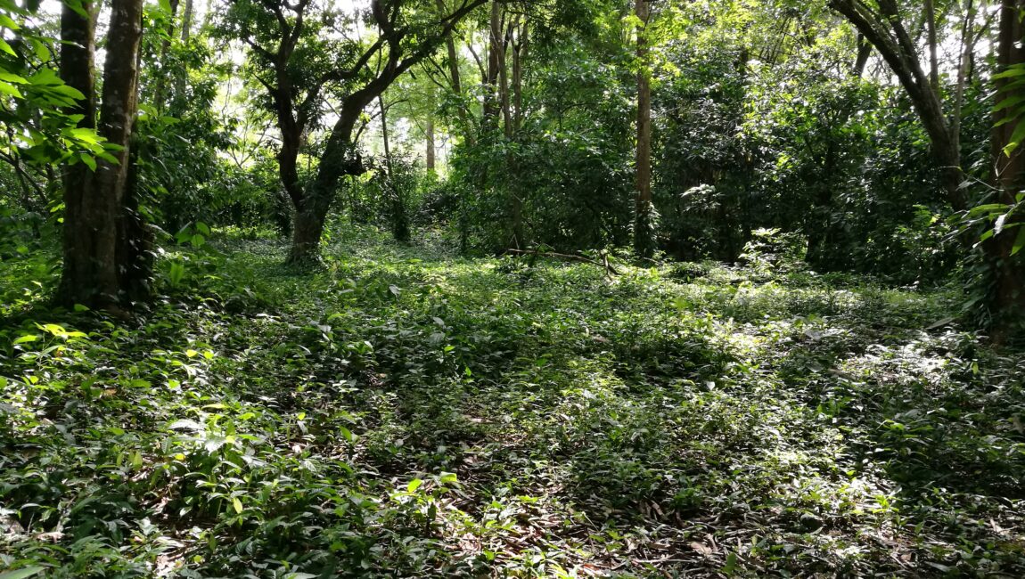 Finca de 1 hectárea, en Bahía, Ballena de Puntardenas