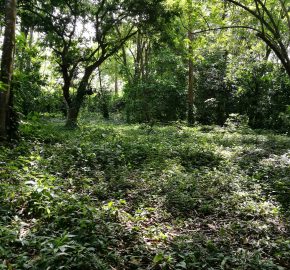Finca de 1 hectárea, en Bahía, Ballena de Puntardenas