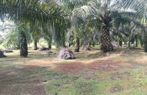 Finca de Palma, 25 Hectáreas en Agua Buena, Sierpe, Osa de Puntarenas