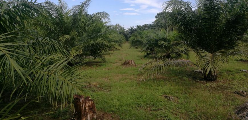 Finca de 9,3 hectáreas en chacarita Piedras Blancas de Osa de Puntarenas