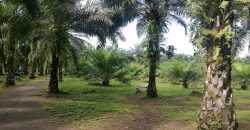 Finca de 9,3 hectáreas en chacarita Piedras Blancas de Osa de Puntarenas