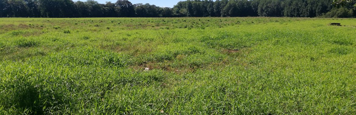 Finca de 38 hectáreas, en Matapalo, Quepos de Puntarenas