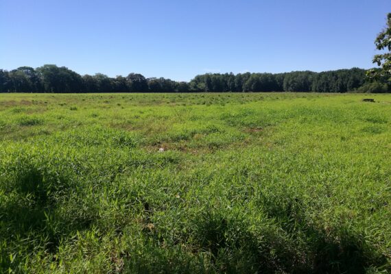 Finca de 38 hectáreas, en Matapalo, Quepos de Puntarenas
