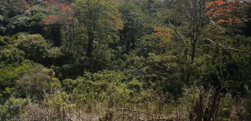 Se vende finca de 6 hectáreas en las Quebradas, Sto Domingo de Heredia